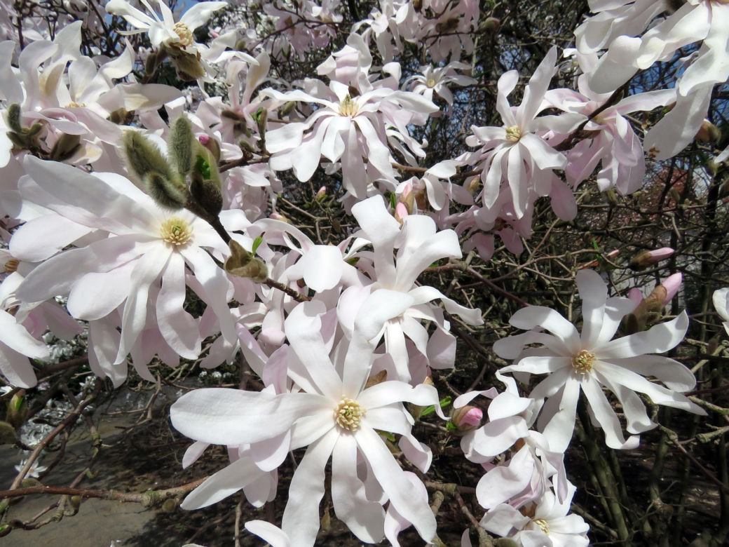 Magnolia gwiaździsta