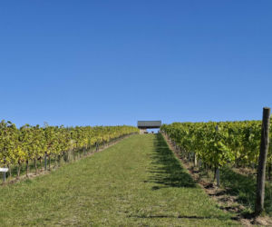 Winnica TERRA