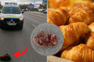 LAGUN powrócił? Tajemnicze zwierzę leżało na ulicy w Warszawie. Przerażeni mieszkańcy dzwonili po pomoc [ZDJĘCIA]