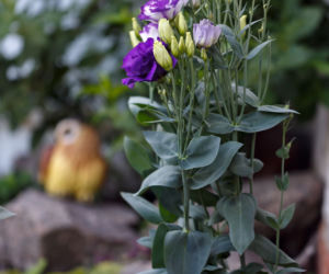 Eustoma