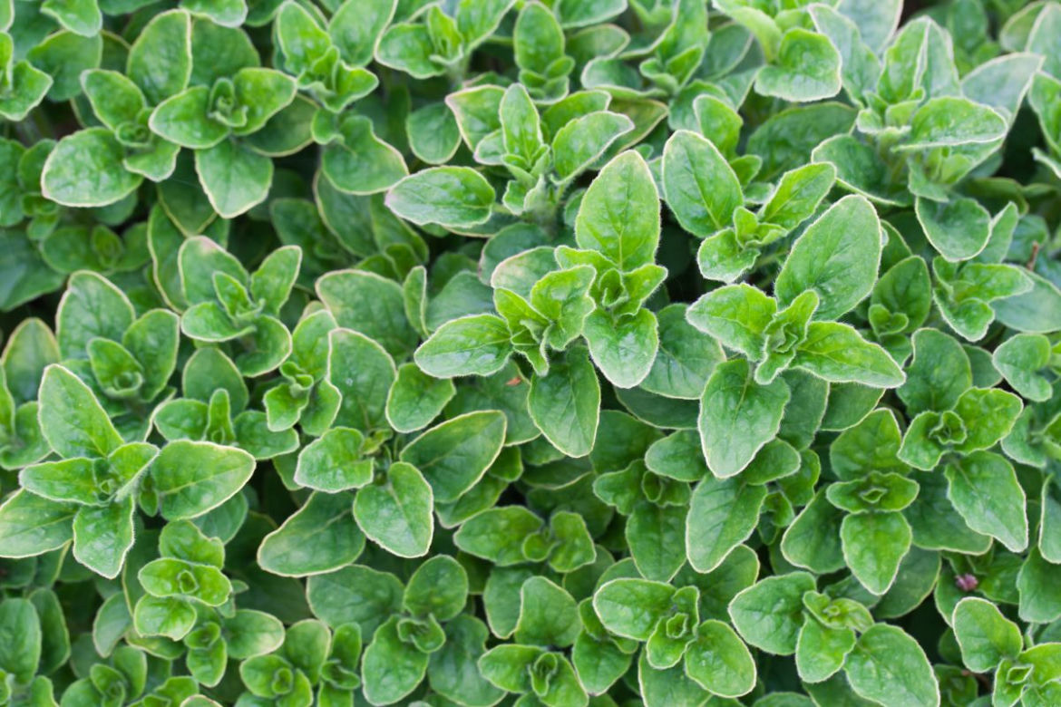 Oregano