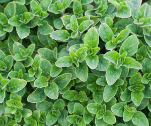 Oregano