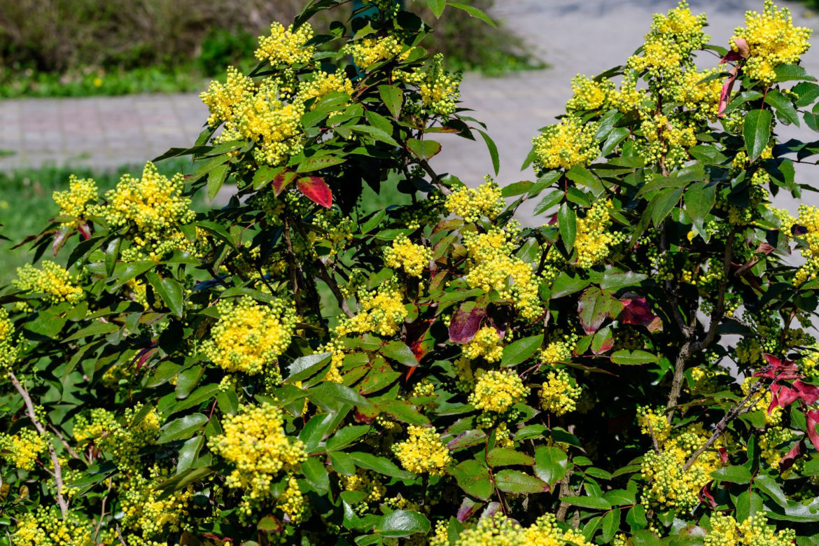 Mahonia pospolita