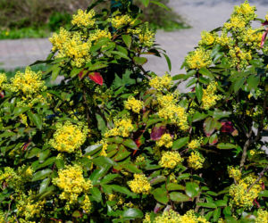 Mahonia pospolita