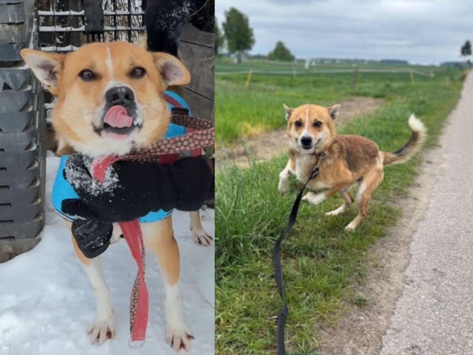 Pies Gazik do adopcji