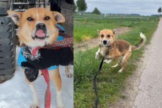 Gazik pilnie szuka domu! Porzucony w lesie walczy o drugie życie