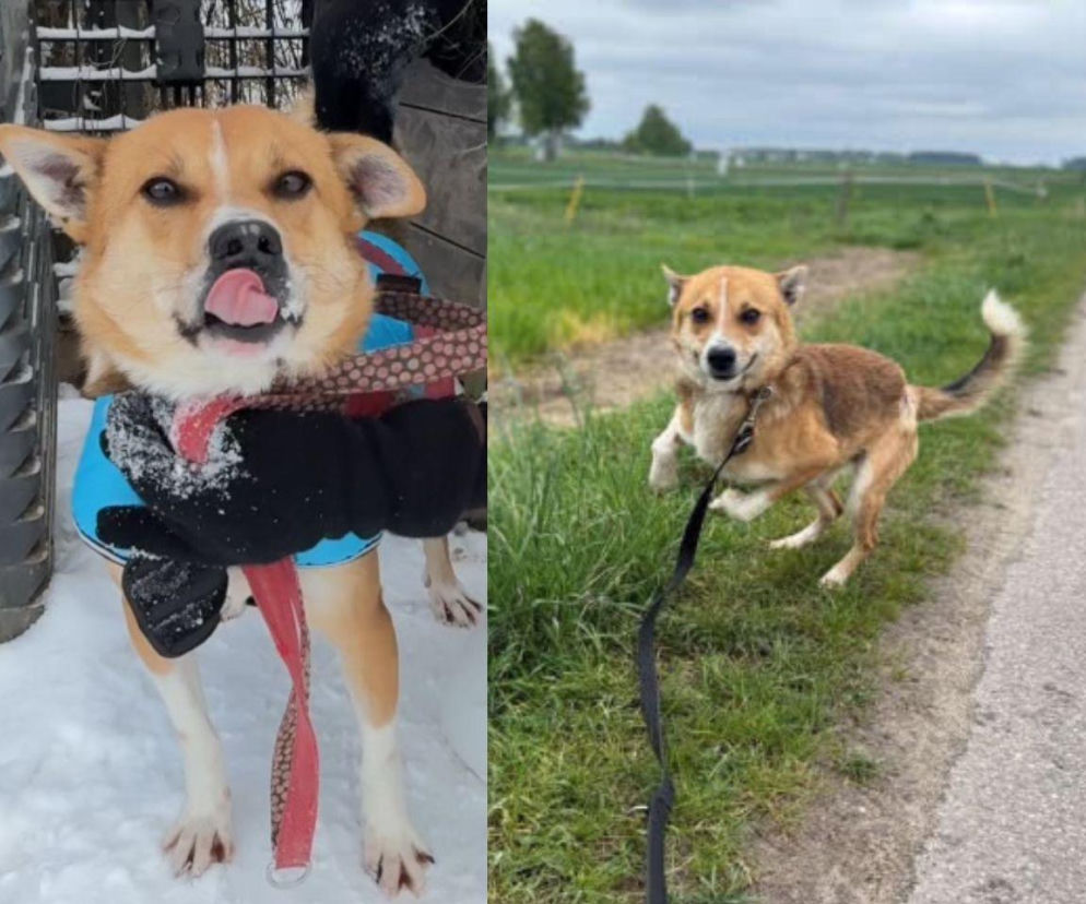 Pies Gazik do adopcji