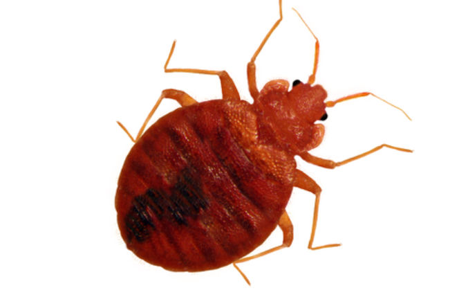 pluskwy, Bedbugs
