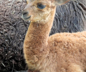 W stołecznym ZOO urodziła się alpaka
