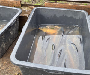 Siostry Benedyktynki ze Staniątek rozpoczęły sprzedaż karpia