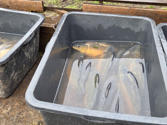 Siostry Benedyktynki ze Staniątek rozpoczęły sprzedaż karpia