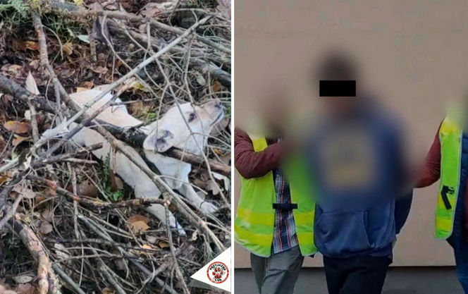 "Płakał nad tym psem". Damian zastawiał pułapki na leśną zwierzynę. Kundelek umierał w męczarniach