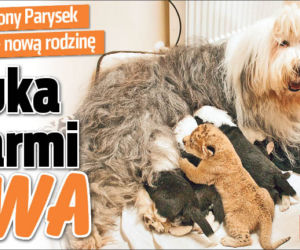 Suka karmi lwa
