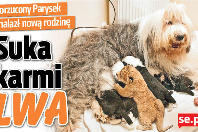 Suka karmi lwa