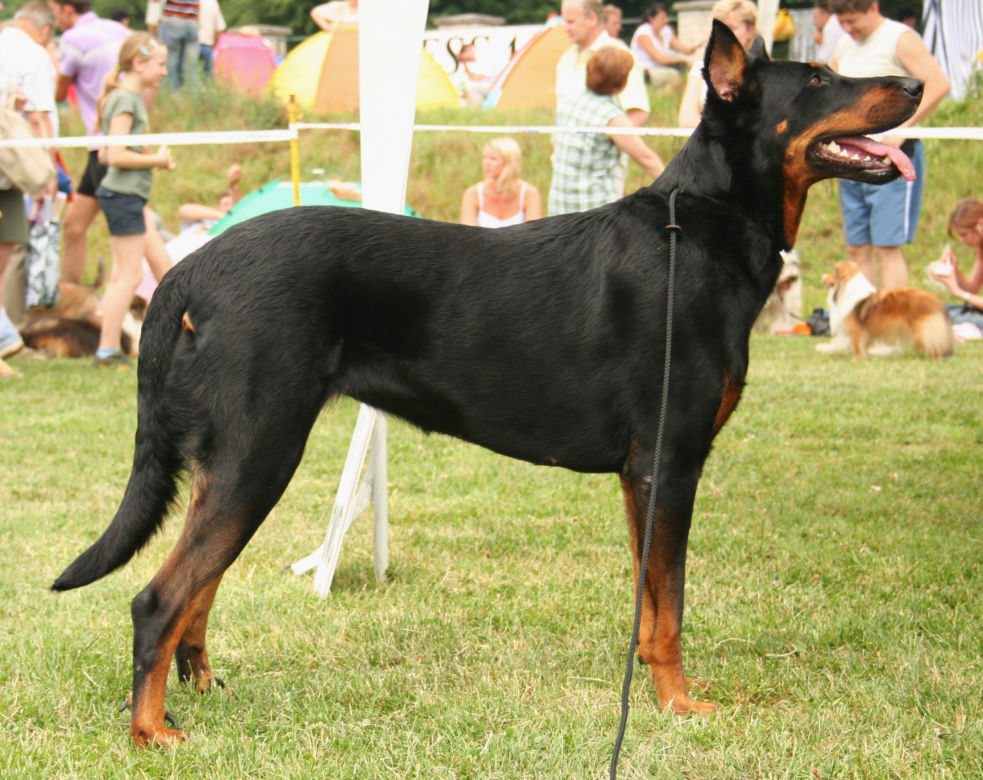 Owczarek francuski beauceron