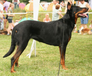 Owczarek francuski beauceron