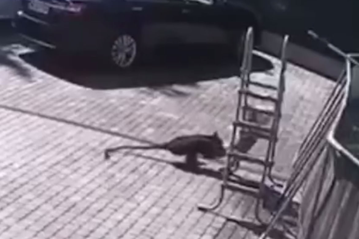  Małpa uciekła z zoo i pogryzła dziecko! 2-latka walczy o życie