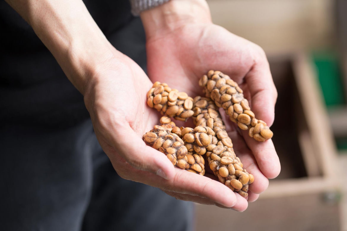 Kawa Kopi Luwak – 4 tys. zł za kilogram