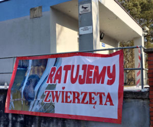 Zamieszanie w schronisku dla zwierząt w Bytomiu