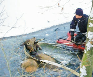 Łowcy jeleni