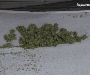  W pralni chemicznej, jak w serialu kryminalnym. Zamiast prania - plantacja