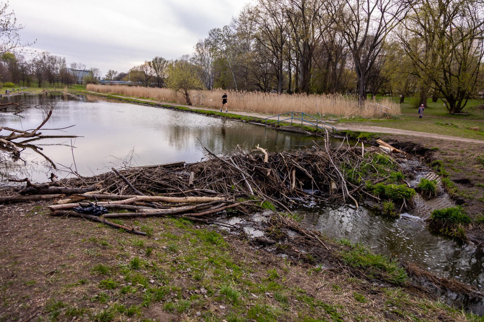 Bobrowe tamy na Potoku Służewieckim w Warszawie