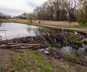 Bobrowe tamy na Potoku Służewieckim w Warszawie