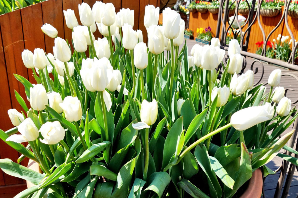 Tulipany w doniczce już kwiatną