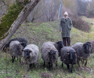 Nie lekarz, nie tabletki – owce! Niezwykła terapia spod Poznania