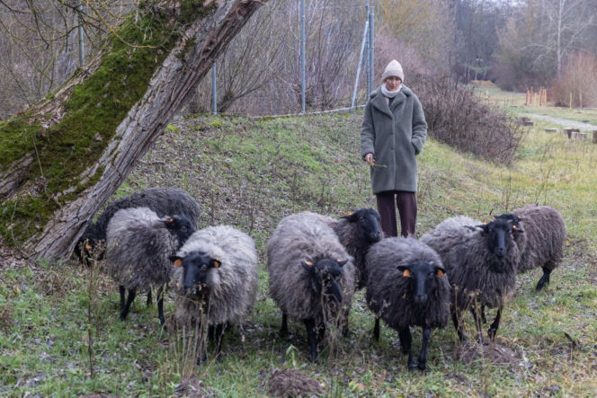 Nie lekarz, nie tabletki – owce! Niezwykła terapia spod Poznania