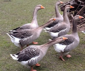 Półroczna Lusia udusiła się w paczce