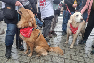 34. finał WOŚP w Krakowie. Golden Retrievery na Rynku Głównym