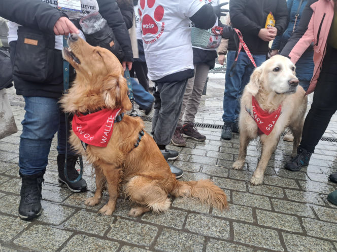 34. finał WOŚP w Krakowie. Golden Retrievery na Rynku Głównym