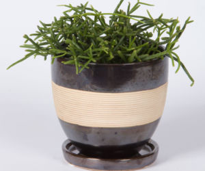 Patyczak (Rhipsalis)