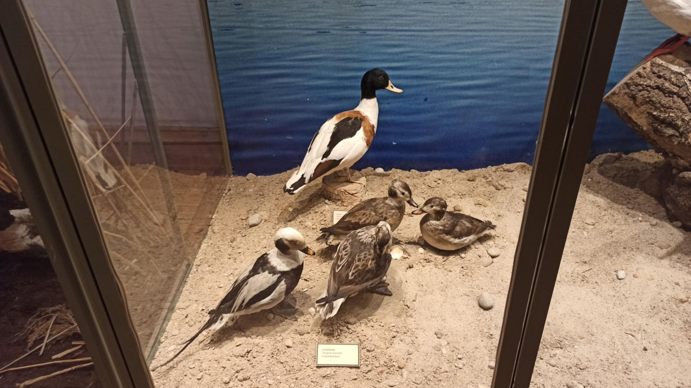 Muzeum Przyrody w Olsztynie. Poznajcie faunę oraz florę Warmii i Mazur