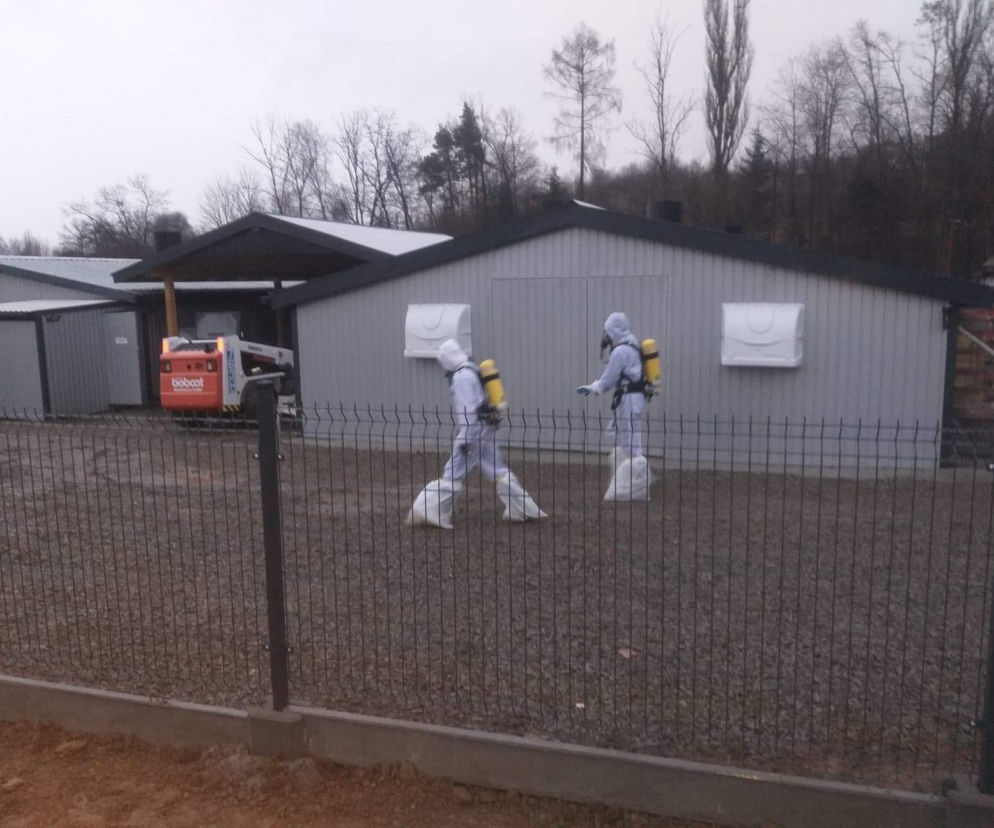 Ptasia grypa nadal szaleje w regionie sądeckim 