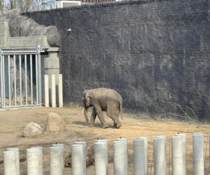 Nowy słoń indyjski w łódzkim Orientarium. Poznajcie Taru