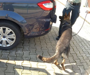 Kenzo zasilił szeregi podkarpackiej KAS. Potrafi wykrywać zagrożone gatunki