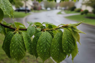 Pogoda na weekend w Poznaniu 17-19 kwietnia. Słoneczny początek ustąpi miejsca deszczowej niedzieli