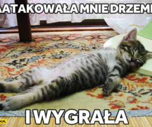 Memy na Światowy Dzień Kota 2020. One po prostu takie są! 
