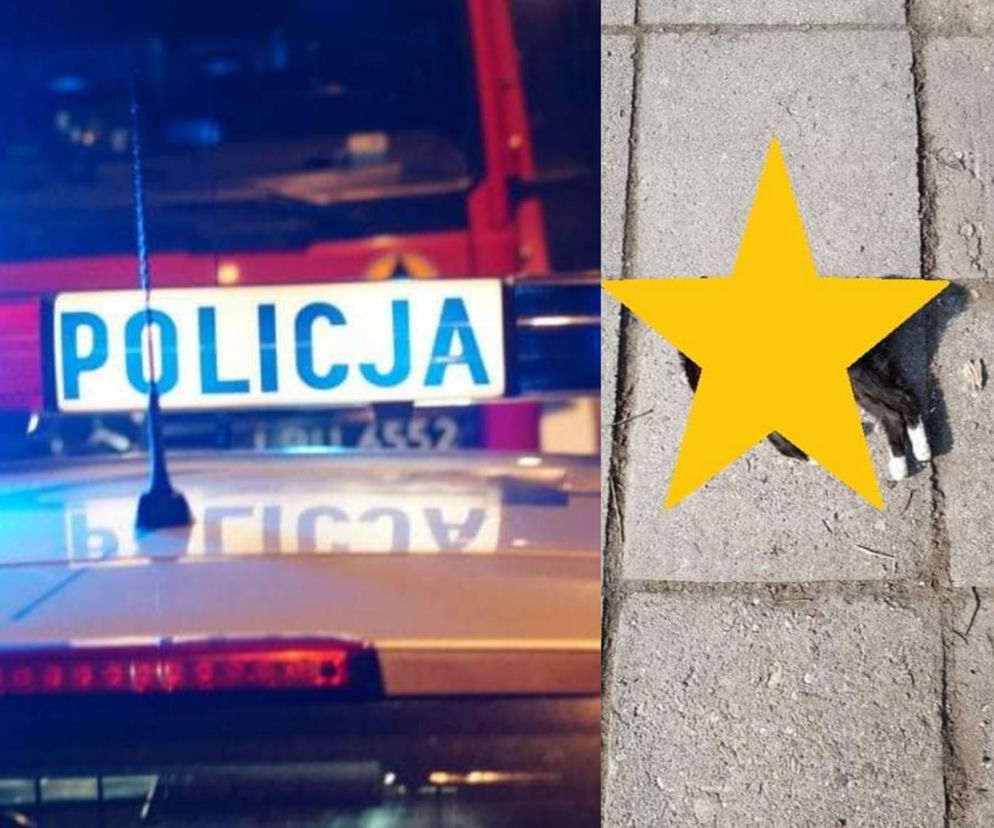 Opole. Morderca podrzucił okaleczone zwłoki pod dom starszej kobiety [ZDRASTYCZNE ZDJĘCIA]