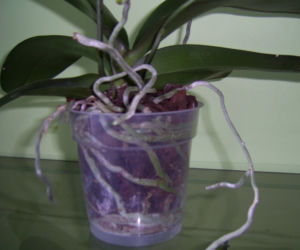 Phalaenopsis: najpopularniejszy storczyk