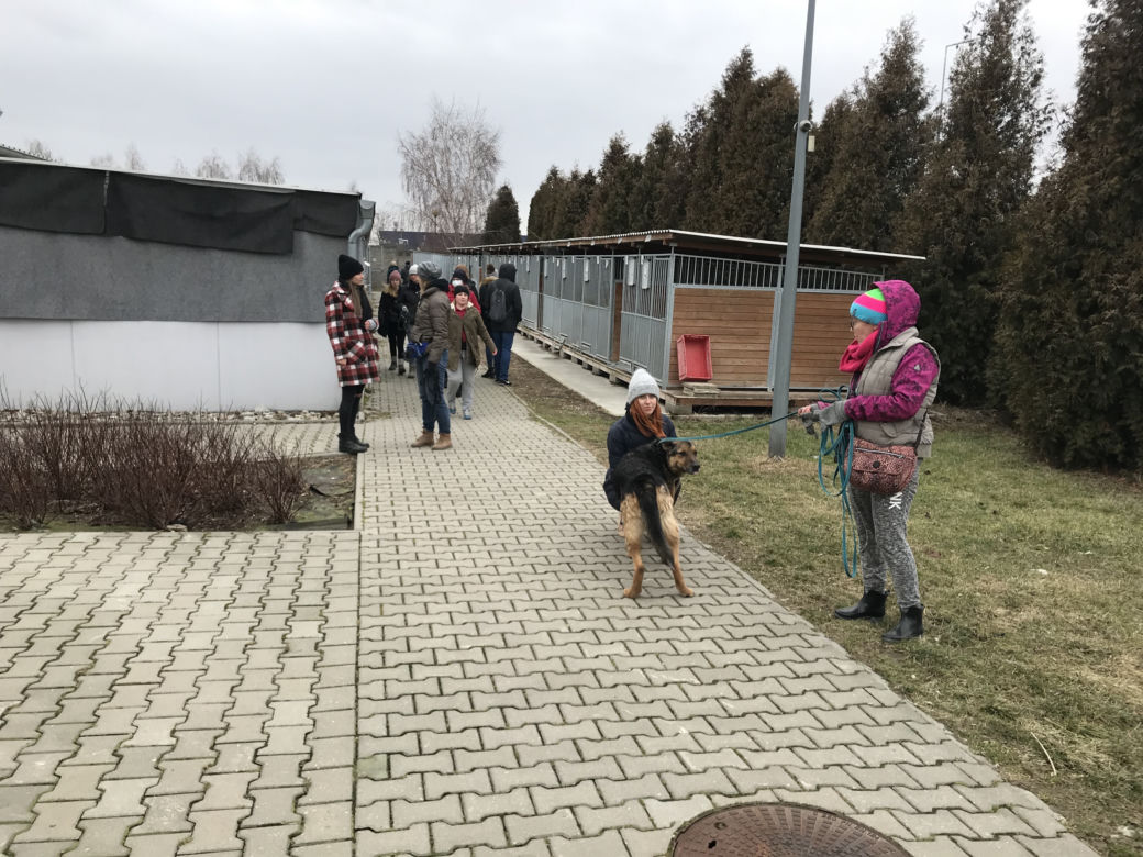 Dzień otwarty w lubelskim schronisku