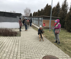 Dzień otwarty w lubelskim schronisku