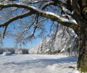 śnieg