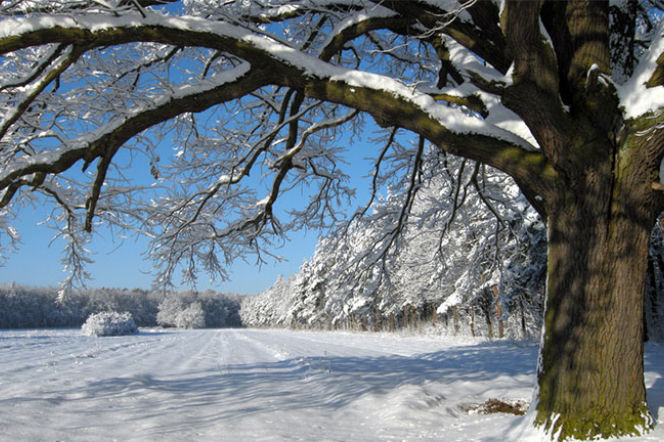 śnieg
