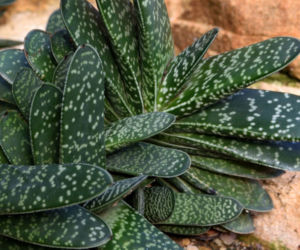 Gasteria