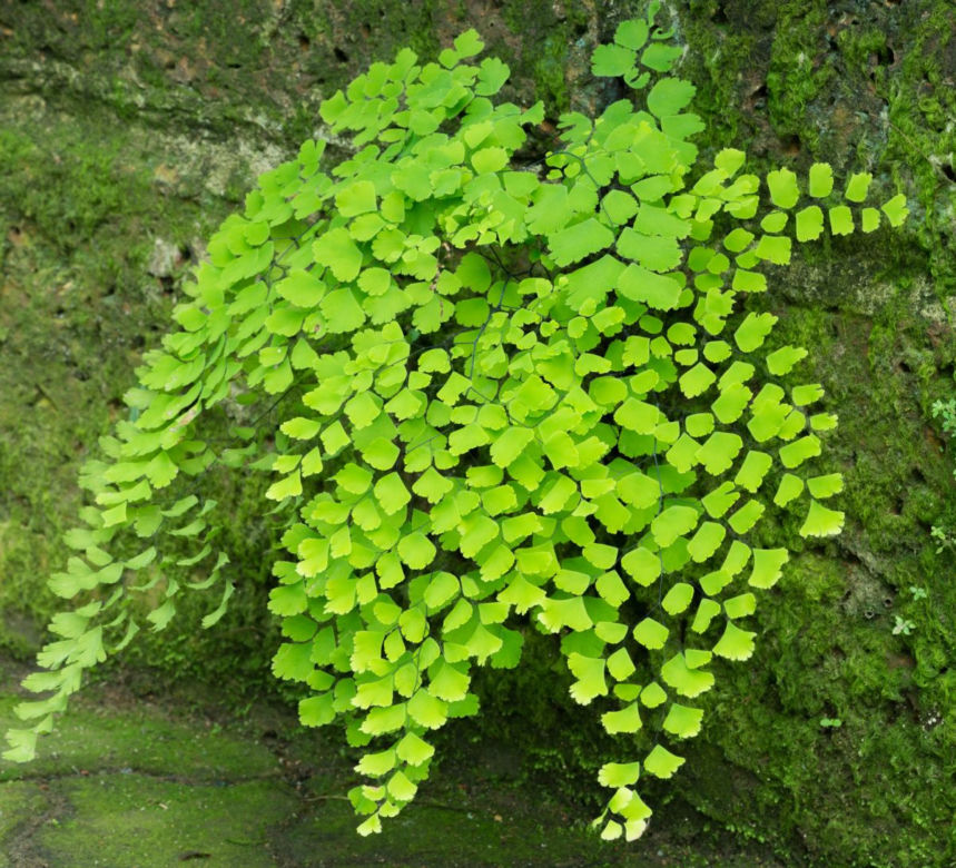 Adiantum