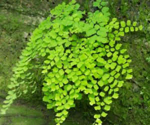 Adiantum