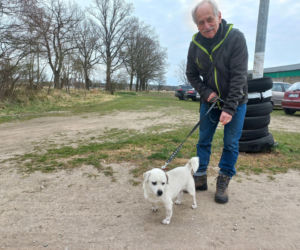 Przybyło psów w schronisku w Henrykowie koło Leszna. Ilość zatrważająca